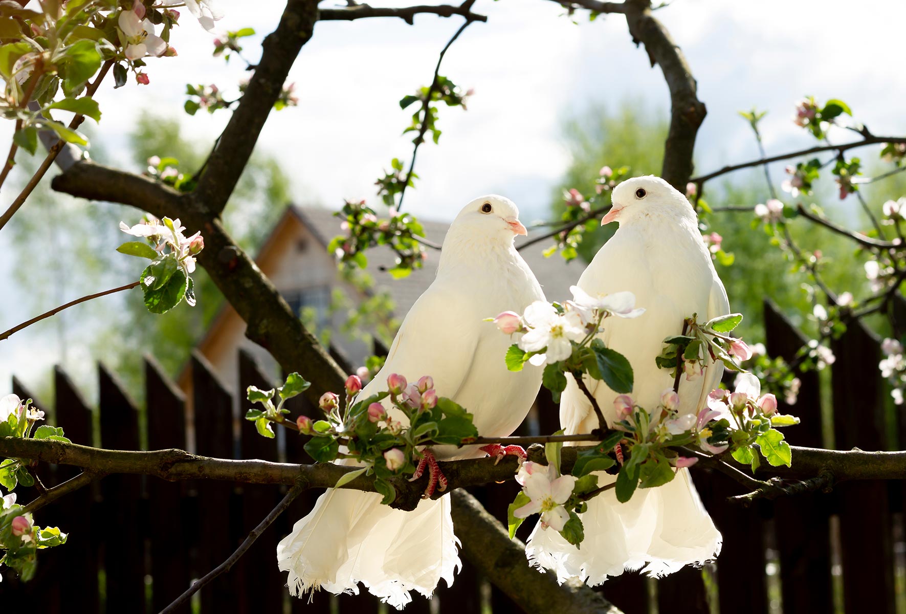 animals in weddings