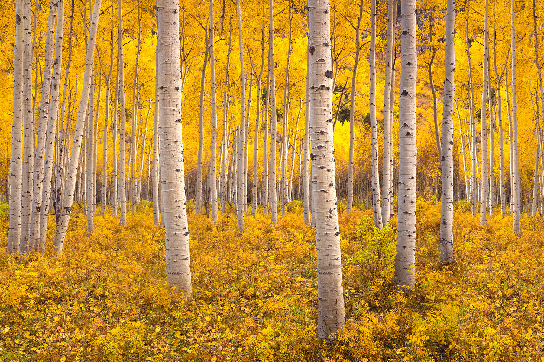 colorado perfect fall wedding